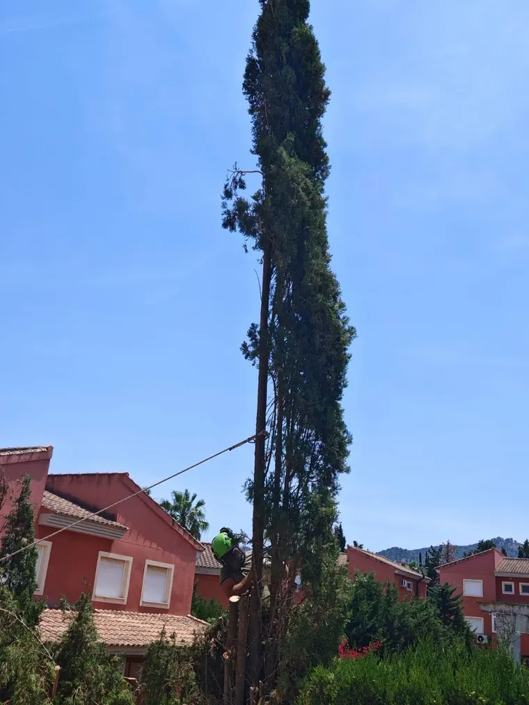 Ciprés de gran altura junto a una vivienda antes de la poda