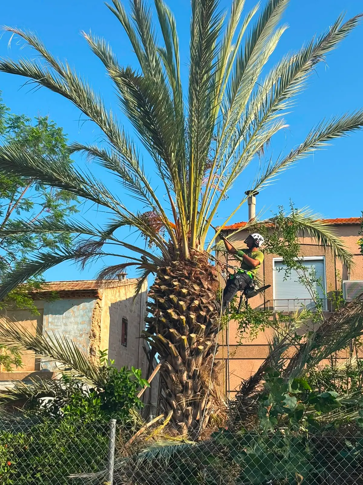 Técnico arborista realizando una poda en altura sobre una palmera en Murcia, asegurado con arnés y equipo de escalada