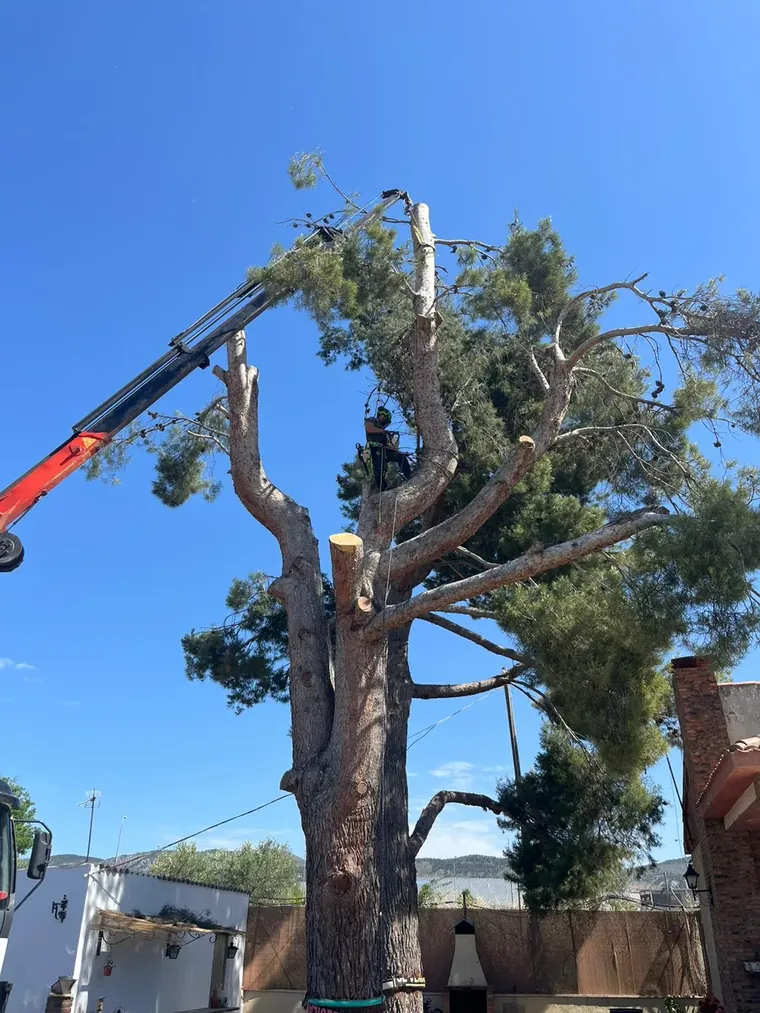 Grúa elevadora asistiendo la poda en altura de un pino en Murcia