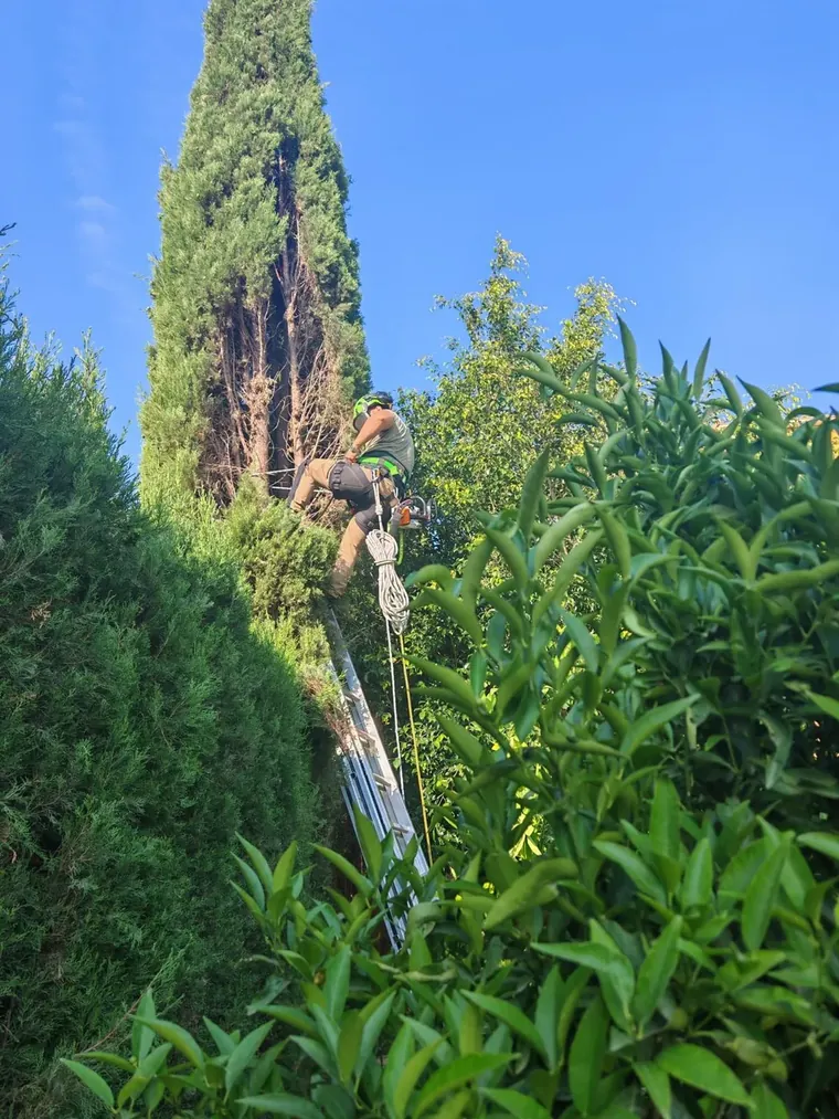 Técnico con arnés y motosierra trabajando en lo alto de un ciprés